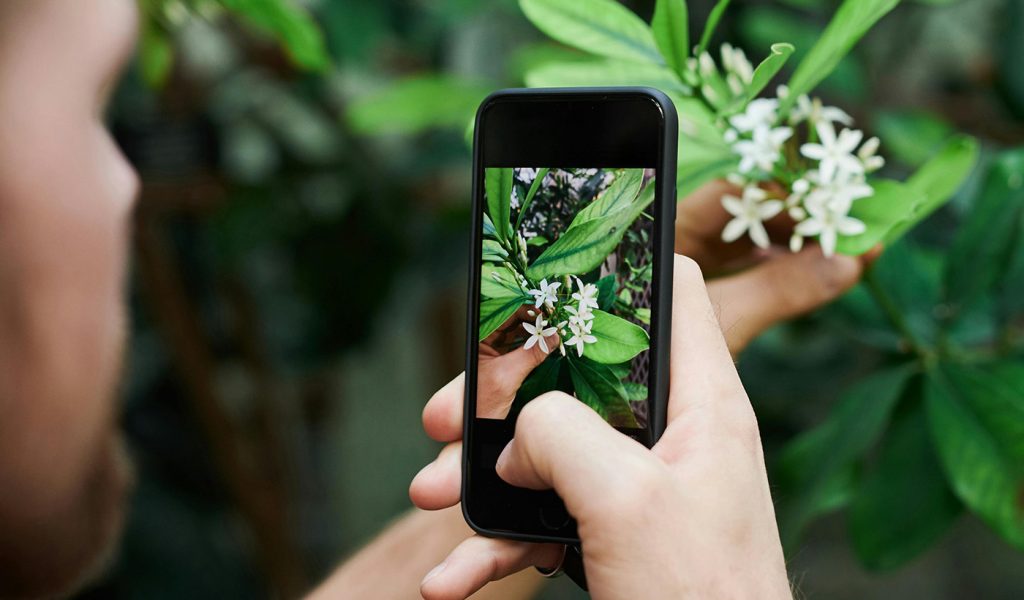 Person taking a well-focused close up photo of a flower on their phone