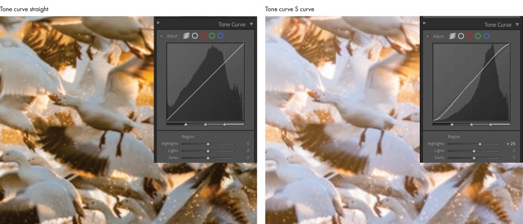 View of Adobe Lightroom showing an image before tone curve and after